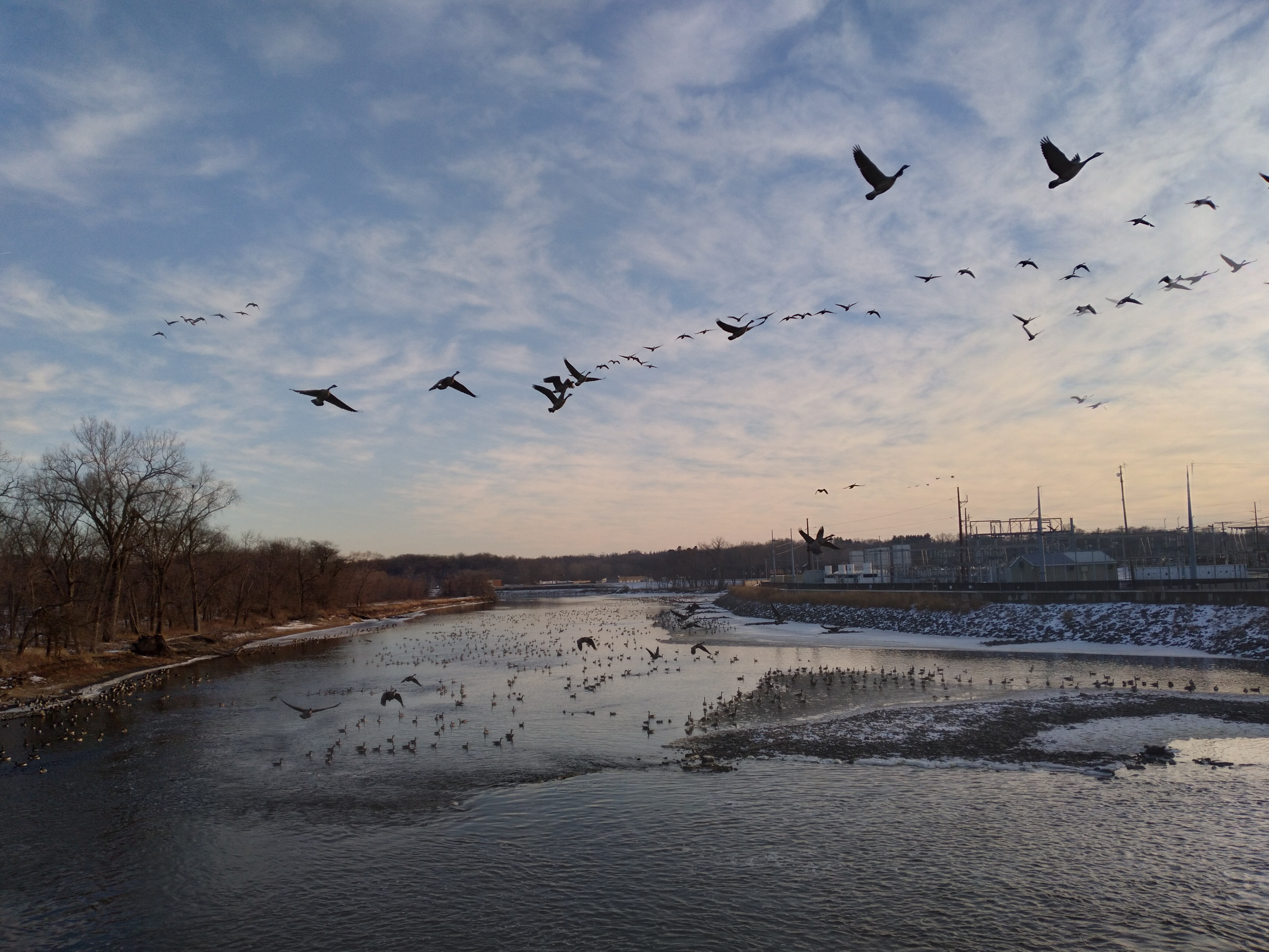 a flock of ducks numbered in the hundreds, backdropped by a great expanse of evening sky as they rest and feed and soar about a partially frozen river. a forest runs along one bank and a power plant sits atop the other